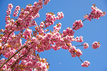 Image showing Japanese cherry blossom