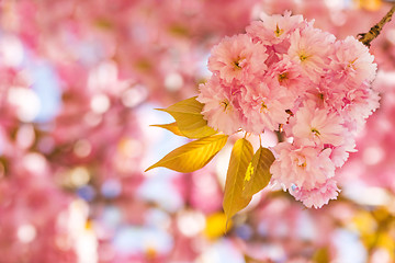 Image showing Japanese cherry blossom