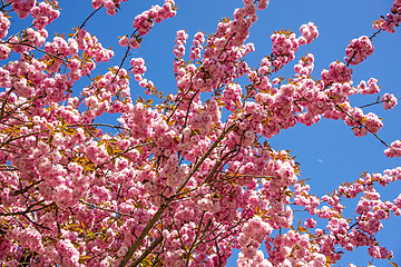 Image showing Japanese cherry blossom