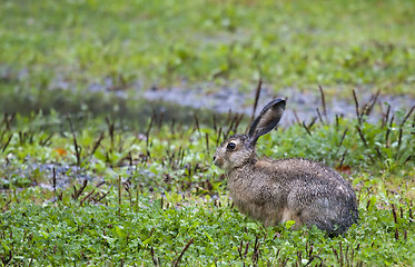 Image showing hare