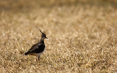 Image showing lapwing