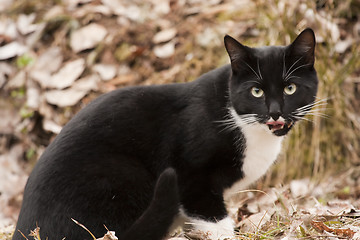 Image showing licking cat