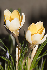 Image showing light yellow crocus