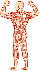 Image showing Human Muscular System Anatomy Etching