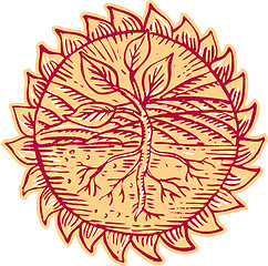 Image showing Plant Roots Field Sun Etching