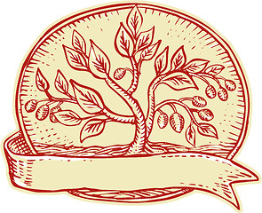 Image showing Olive Tree Ribbon Oval Etching
