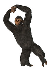 Image showing Chimpanzee