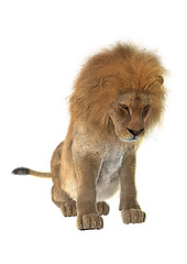 Image showing Male Lion