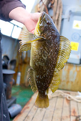 Image showing Fishing in the Pacific sea bass