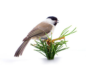 Image showing Willow tit Parus montanus on a white background