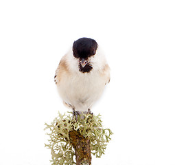 Image showing Willow tit Parus montanus on a white background