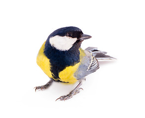 Image showing bright spring bird great tit