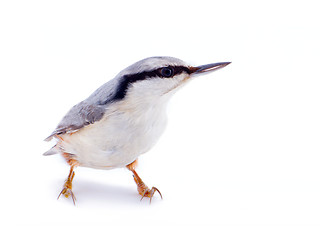Image showing  nuthatch Sitta europaea on a white background