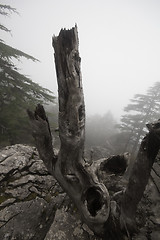 Image showing old forest in mountains in mist