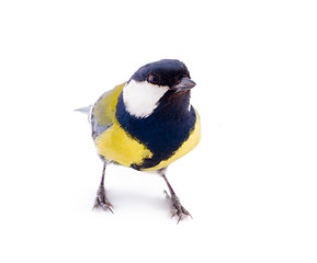 Image showing bright spring bird great tit