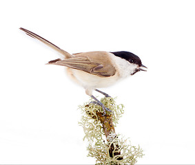 Image showing Willow tit Parus montanus on a white background