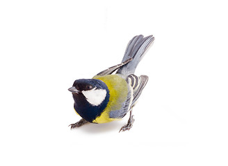 Image showing bright spring bird great tit