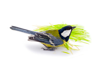 Image showing bright spring bird great tit