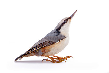 Image showing  nuthatch Sitta europaea on a white background