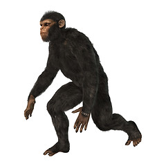 Image showing Chimpanzee