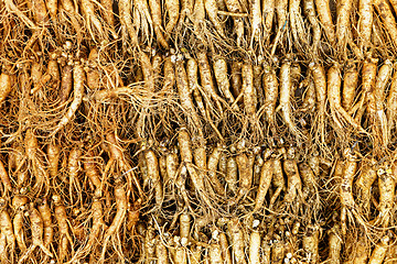 Image showing Panax ginseng