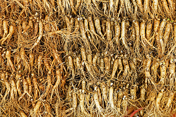 Image showing Panax ginseng