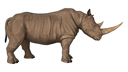 Image showing Rhinoceros