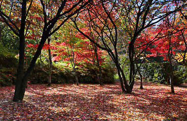 Image showing Autumn trees and leaves