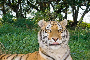 Image showing Bengal Tiger