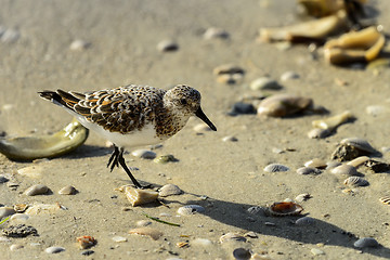 Image showing sanderling, sanibel