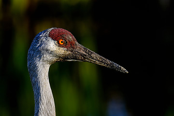 Image showing sandhill crane, viera wetlands