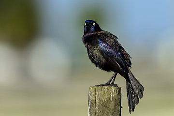 Image showing common grackle, viera wetlands