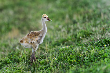 Image showing sandhill crane, viera wetlands