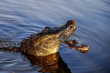 Image showing american alligator