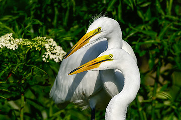 Image showing great egret