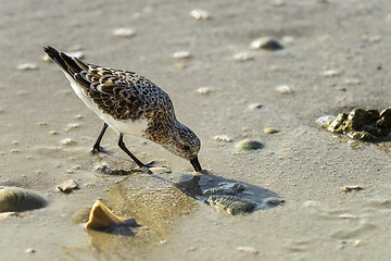 Image showing sanderling, sanibel