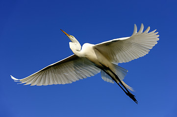 Image showing great egret