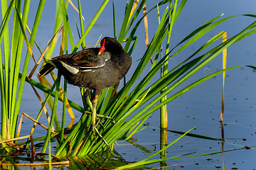 Image showing common moorhen, viera wetlands