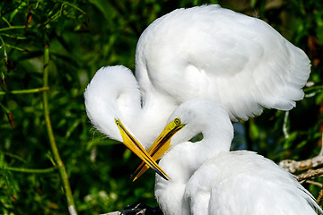 Image showing great egret