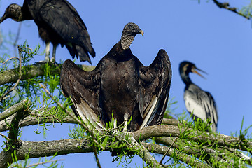 Image showing black vulture