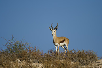 Image showing Springbok