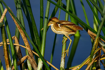 Image showing least bittern, viera wetlands