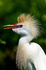 Image showing cattle egret