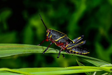 Image showing eastern lubber grasshopper, everglades