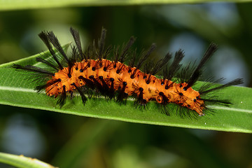 Image showing polka-dot wasp moth, big pine key