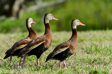 Image showing black-bellied whistling-duck, wacodahatchee wetlands
