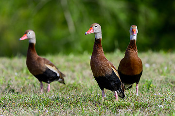 Image showing black-bellied whistling-duck, wacodahatchee wetlands