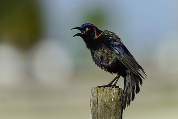 Image showing common grackle, viera wetlands