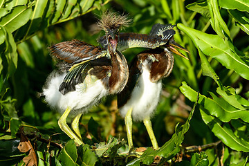 Image showing tricolored heron, wacodahatchee wetlands