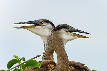 Image showing great blue heron, wacodahatchee